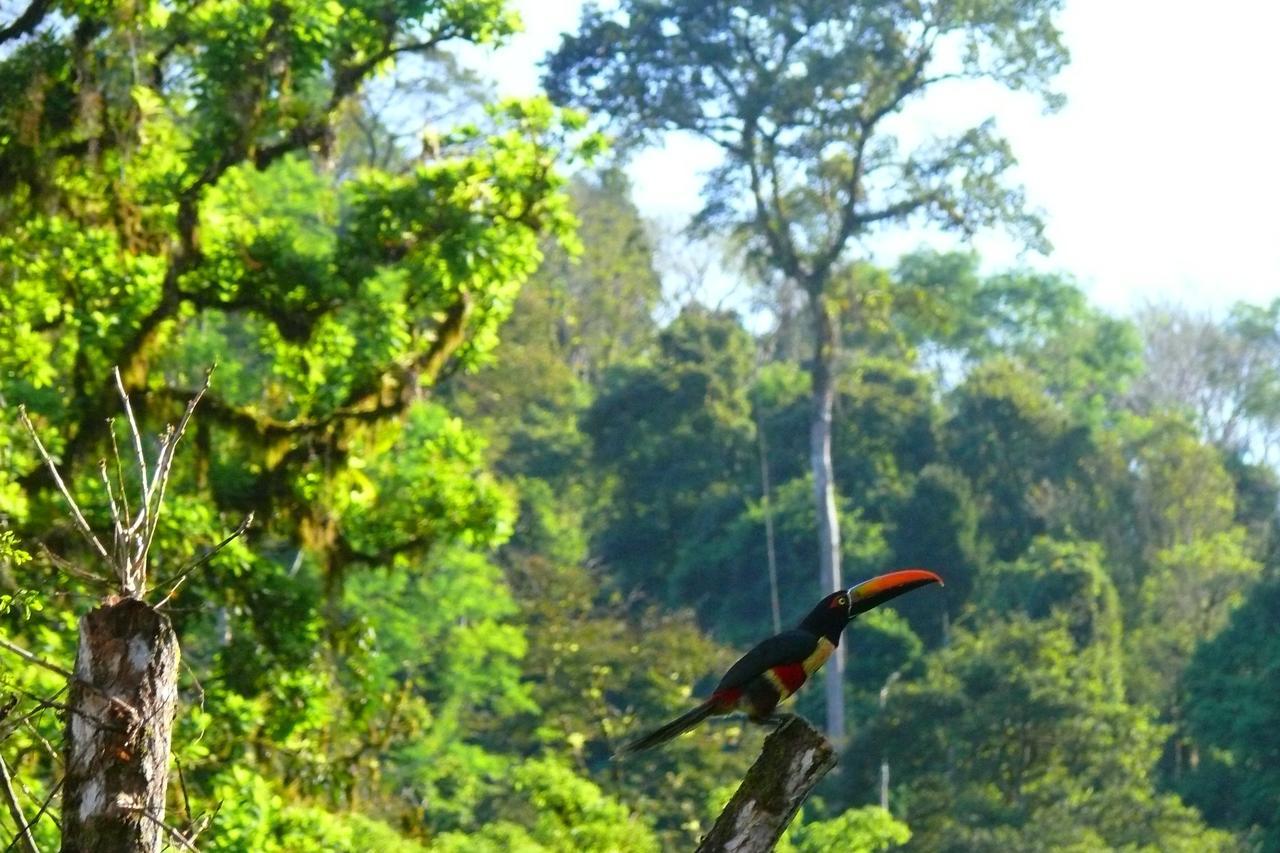 Rafiki Safari Lodge Savegre Rom bilde